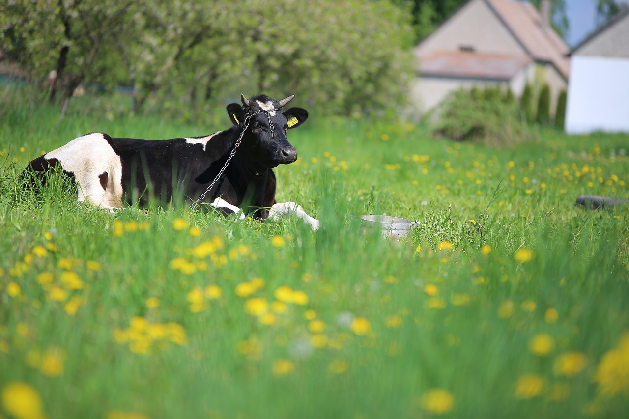entdecken sie die welt des urban farming: tipps, trends und nachhaltige lösungen für den anbau frischer lebensmittel in der stadt. ideal für hobbygärtner und umweltbewusste stadtbewohner.