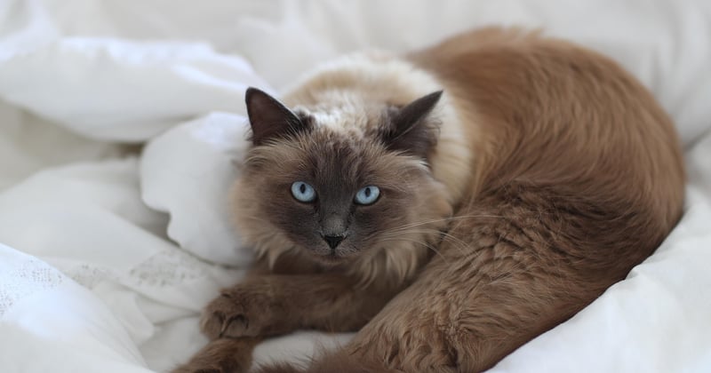Die beliebtesten Katzenrassen mit Bild im großen Überblick