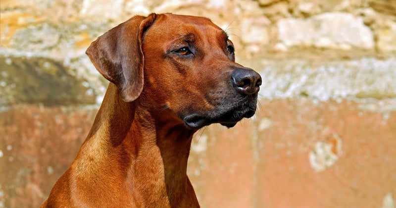 Vorstehhunde: Die perfekten Jagdhelfer im Portrait