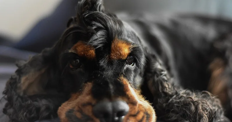 Vorstehhunde im Vergleich: Zahlen, die Ihnen die Entscheidung erleichtern