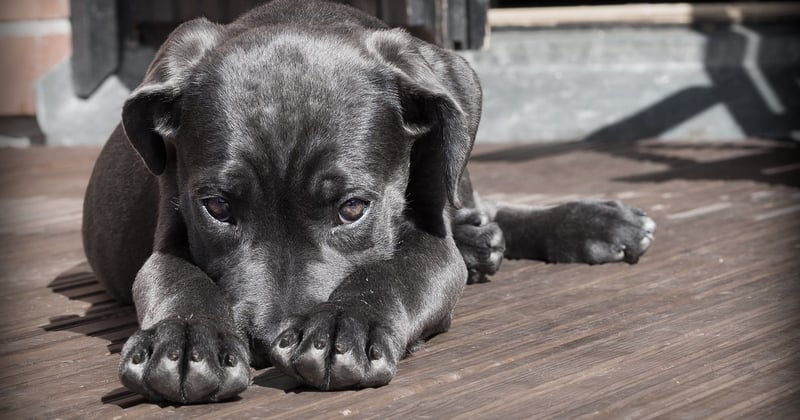 Kromfohrländer: Der charmante Familienhund im Portrait
