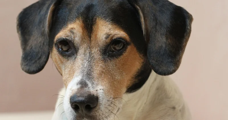 Vorstehhunde und Jagd: Warum die Prüfungen so streng sind