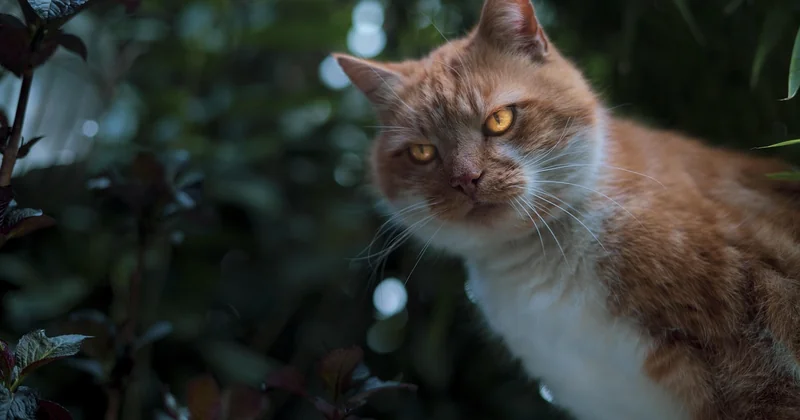 Die 10 beliebtesten Katzenrassen – und was an ihnen dran ist